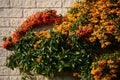 Red and orange berries on a firethorn bush Royalty Free Stock Photo