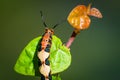 Red orange, black and yellow caterpillar climbing a green leaf macro photography Royalty Free Stock Photo