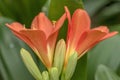 Red-orange blooming clivia miniata flower in botanical garden