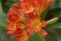 Red-orange blooming clivia miniata flower in botanical garden Royalty Free Stock Photo