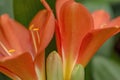 Red-orange blooming clivia miniata flower in botanical garden Royalty Free Stock Photo