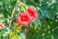 Red, orange Campsis radicans flowers, trumpet vine