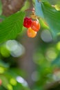 Red orange cherry ripens on a green tree in the summer. Fruits on the branch of sweet cherry in the garden. Shallow depth of field