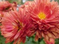 Red-orange chrysanthemum flower close up