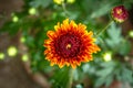 Red-orange chrysanthemum flower with water drops on petals Royalty Free Stock Photo