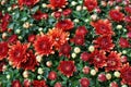 Red and orange chrysanthemum flowers Royalty Free Stock Photo