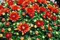 Red and orange chrysanthemum flowers Royalty Free Stock Photo