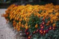 Red-orange chrysanthemums on a blurry background close-up. Beautiful bright chrysanthemums bloom in autumn in the garden. Royalty Free Stock Photo