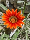 Red and orange color mix flower. Isolated Orange flower. Partially blurred background