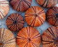 Red orange colored sea urchin shells on white rocky beach Royalty Free Stock Photo