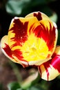 Red orange colored tulip in bloom on dark nature background Royalty Free Stock Photo