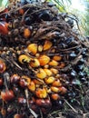 Red and orange colors of oil palm fruit Royalty Free Stock Photo