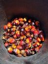 Red and orange colors of oil palm fruit Royalty Free Stock Photo