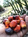 Red and orange colors of oil palm fruit Royalty Free Stock Photo