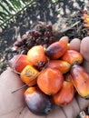 Red and orange colors of oil palm fruit Royalty Free Stock Photo