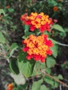 Red Orange Colour Bunches of Small Flowers Royalty Free Stock Photo