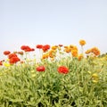 Red and orange colour galata flowers in the filed and a green leaves