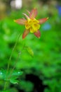 Red orange columbine, Aquilegia flavescens, Grand Teton National Park Royalty Free Stock Photo