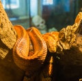 Red orange corn rat snake on a branch in the terrarium with a creepy skeleton in the background Royalty Free Stock Photo