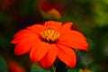 Red and orange daisy flower closeup with blurred green bokeh and background Royalty Free Stock Photo