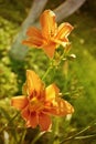Red orange daylilies, Hemerocallis in the garden Royalty Free Stock Photo