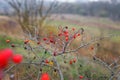 Red and orange dog rose bush in fall Royalty Free Stock Photo