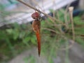 a Red Orange Dragonfly in garden in up front right position close angle Royalty Free Stock Photo