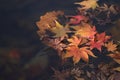 Red orange leaf in water at Naejangsan Korea