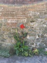 Red Orange flower against brick and stone wall Royalty Free Stock Photo