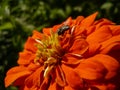 Red orange flower in garden with fly bug, macro photo of Bulgaria Royalty Free Stock Photo