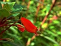 Red orange flower Gloxinia sylvatica ,Glasnevin jubilee bright plants ,Seemannia sylvatica ,Tubular flowers ,hardy gloxinia colour
