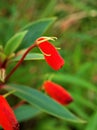 Red orange flower Gloxinia sylvatica ,Glasnevin jubilee bright plants ,Seemannia sylvatica ,Tubular flowers ,hardy gloxinia colour