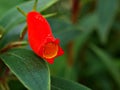 Red orange flower Gloxinia sylvatica ,Glasnevin jubilee bright plants ,Seemannia sylvatica ,Tubular flowers ,hardy gloxinia colour