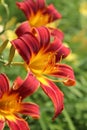 Red and orange Flower