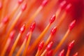 Red orange flower Pincushion Protea close-up macro. Abstract bright orange background and texture. Floral pattern Royalty Free Stock Photo