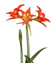Red orange flower of Striped Barbados lily isolated on white, Hippeastrum striatum Royalty Free Stock Photo