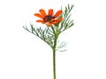 Red orange flower of the Summer pheasant`s-eye plant isolated on white, Adonis aestivalis