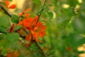 Red orange flowering shrub Chaenomeles