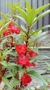 Red-orange flowering wild plants. Impatiens balsamina L has heavy flowers Royalty Free Stock Photo