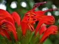 Red orange flowers Aeschynanthus speciosus radicans Lipstick Vine plant ,fulgens ,basket vine with soft selective focus ,tropical Royalty Free Stock Photo