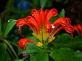 Red orange flowers Aeschynanthus speciosus radicans Lipstick Vine plant ,fulgens ,basket vine with soft selective focus ,tropical Royalty Free Stock Photo