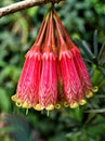 Red orange flowers Agapetes Serpens megacarpa plant ,Ludgvan Cross ,hanging flowers with soft selective focus and blurred concept