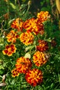 Red-orange flowers of calendula in the garden in autumn Royalty Free Stock Photo