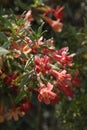 California Wildflower Series - Monkey Flower - Mimulus Royalty Free Stock Photo