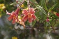 California Wildflower Series - Monkey Flower - Mimulus Royalty Free Stock Photo