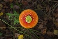 Red and orange forest agaric growing in grass, dry leaves and plants with leaves Royalty Free Stock Photo