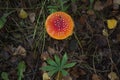 Red and orange forest amanita in grass, dry leaves and plants Royalty Free Stock Photo