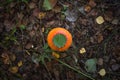 Red and orange forest mushroom growing in grass, dry leaves and plants with aspen leaf Royalty Free Stock Photo