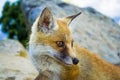 Red orange fox portrait in wilde place