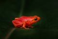 Red orange frog from Madagascar. Golden mantella, Mantella aurantiaca, orange red frog from Andasibe-Mantadia NP in Madagascar.